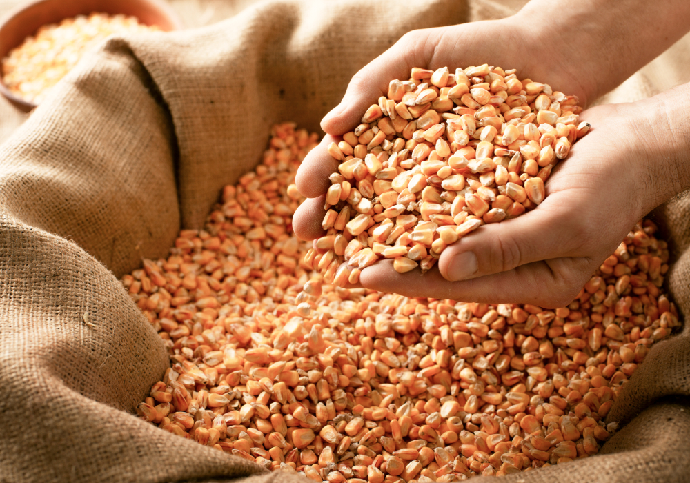 レ・ヴェネツィアーネ